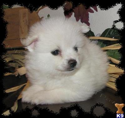 American Eskimo Dog Puppies for Sale